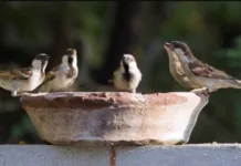 पक्षांसाठी पाणपोई; पाटकळच्या मोरे फार्म हाऊस मध्ये सुरू होतोय एक अभिनव उपक्रम